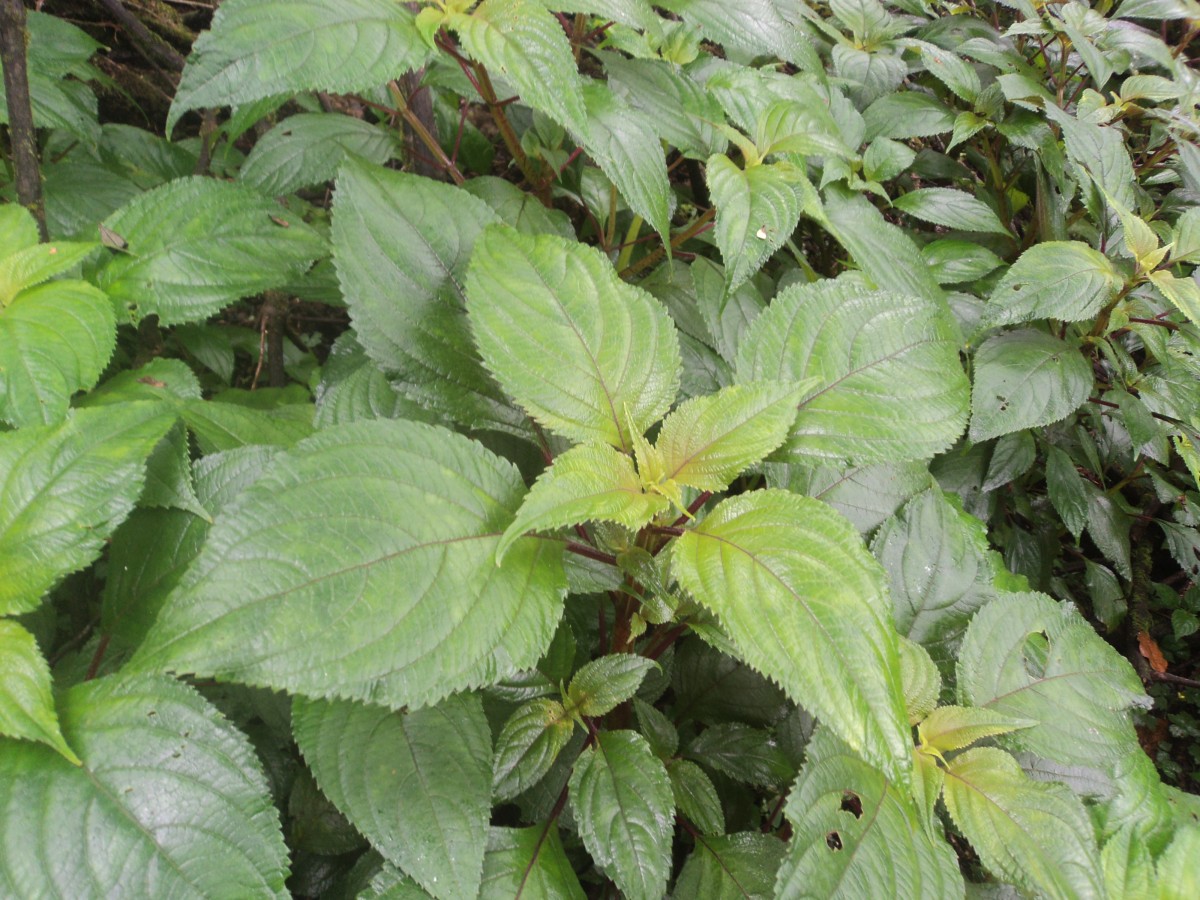 Coleus inflatus Benth.